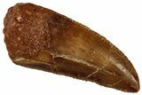 Serrated, Raptor Tooth - Real Dinosaur Tooth #295992-1